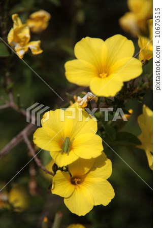 Kibanama and insects 10670515