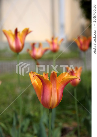 Tulip Orange 10670516