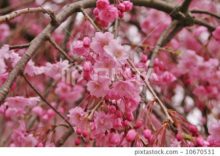 盛開的一天 10670531