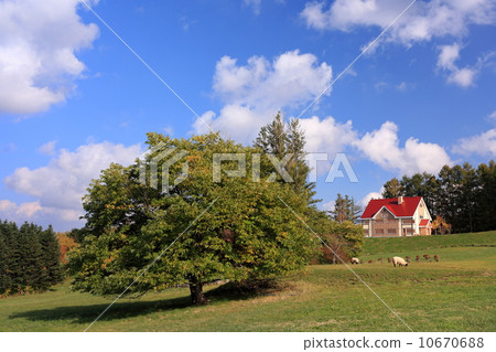 Red roof house Red roof house 10670688