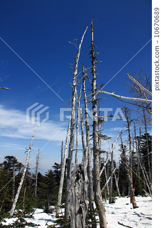 條紋枯萎-1 條紋枯萎-1 10670689