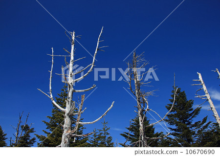 條紋枯萎-2 條紋枯萎-2 10670690