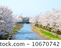 Cherry blossoms in full bloom on the riverbank [side] 10670742