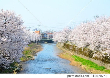 Cherry blossoms in full bloom on the riverbank [side] 10670742