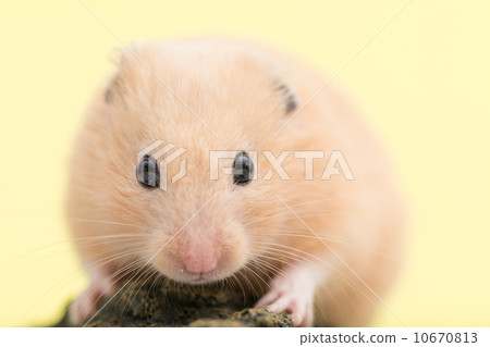 Kinka hamster 10670813