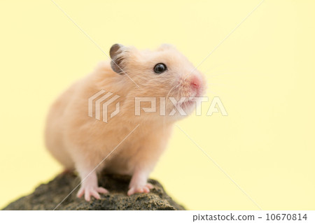 Kinka hamster 10670814