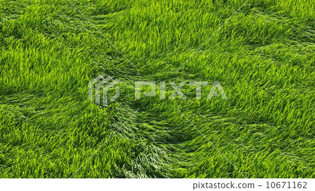Paddy fields where the wind can be seen Paddy fields where the wind can be seen 10671162