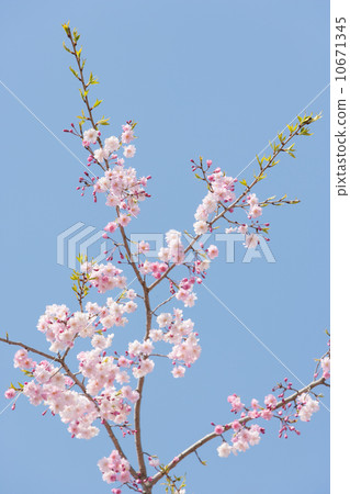 Spring pattern Spring pattern 10671345