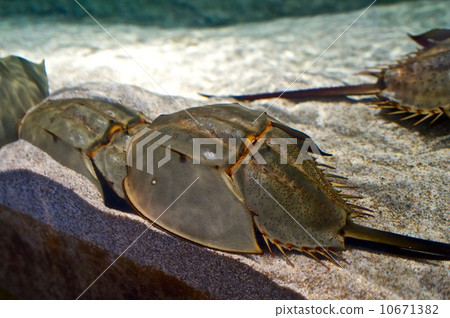 Helmet crab 10671382