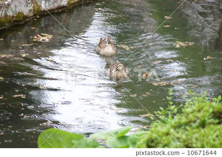 Tanaka Honkei Gardens和Cargamo 10671644