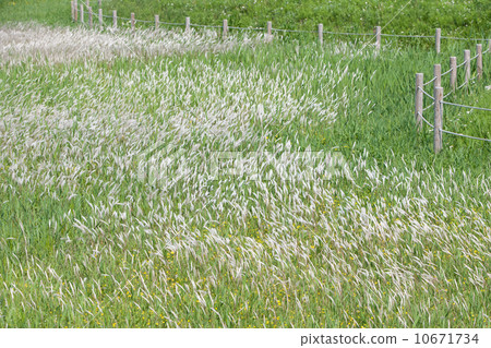 Chigaya Chigaya 10671734