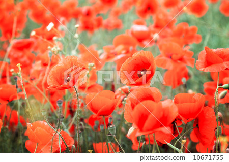 Flower red poppies 10671755