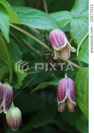 櫻花 10671813