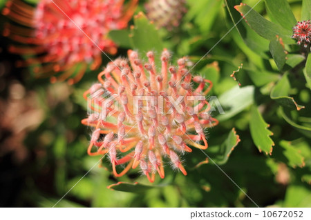 Leucospermum cordifolium 10672052