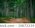Coniferous deep Forest and road beautiful green summer landscape 10672239