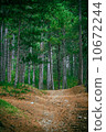 Coniferous deep Forest and road beautiful green summer landscape 10672244