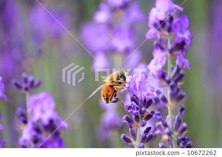 美女與薰衣草蜂蜜 10672262