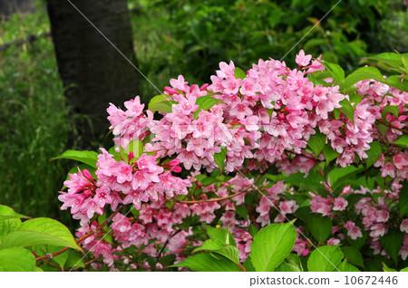 Weigela Weigela 10672446