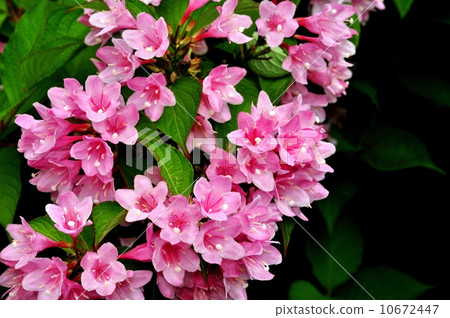 Weigela Weigela 10672447