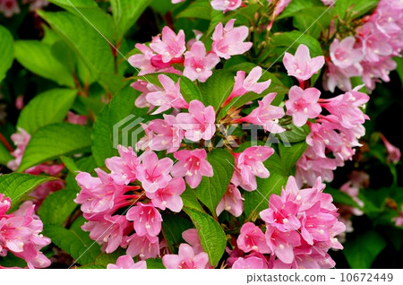 Weigela Weigela 10672449