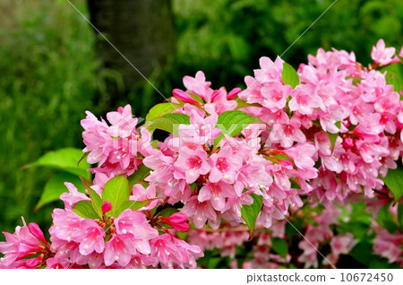 Weigela Weigela 10672450