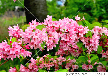 Weigela Weigela 10672451