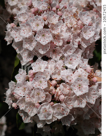 Kalmia latifolia（美國杜鵑花） 10672455