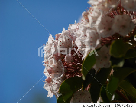 Kalmia latifolia(美國杜鵑花) Kalmia latifolia(美國杜鵑花) 10672456