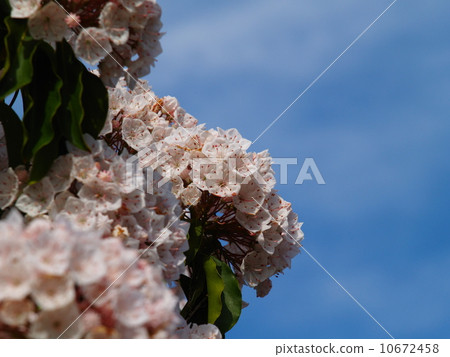 Kalmia latifolia（美國杜鵑花） 10672458