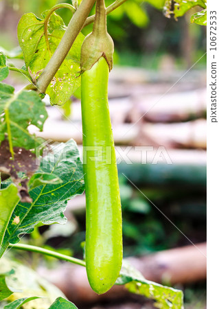 Thai Green Eggplant 10672533