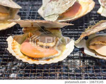 Scallop Scallop 10673145