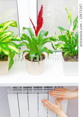 Arm put on  heating white radiator.Windowsill with flowers. 10673167