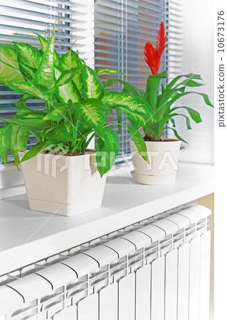 Heating white radiator radiator with flower and window. Heating white radiator radiator with flower and window. 10673176