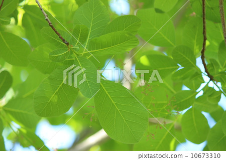 Smoke tree leaves 10673310