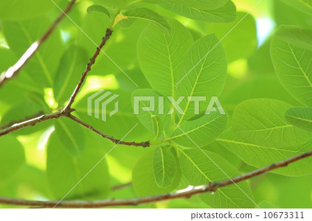 Smoke tree leaves 10673311