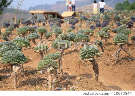 Chiang Mai: Doi Mon Jam (Doi Mon Cham) 10673544