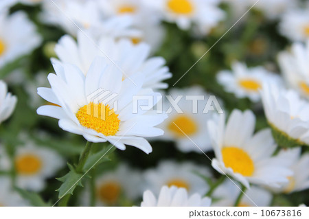 瑪格麗特花園 10673816