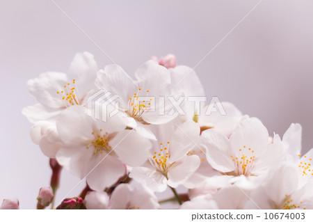 吉野櫻花 10674003