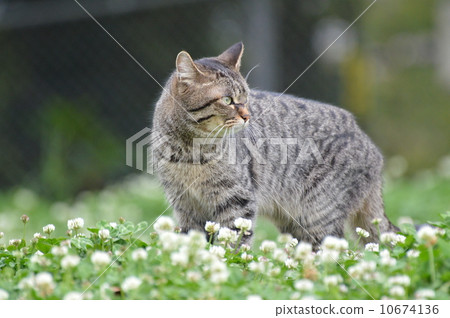 一隻貓 一隻貓 10674136