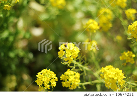 強姦鮮花和蜜蜂 10674231