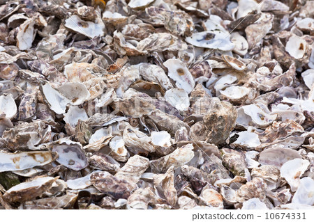 Oysters shells at fish market 10674331