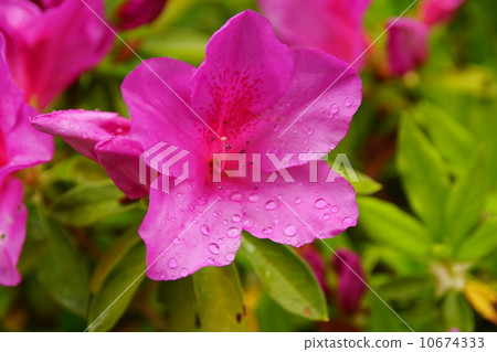 Azalea Azalea 10674333