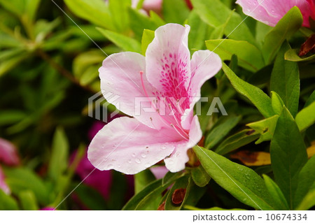 Azalea Azalea 10674334