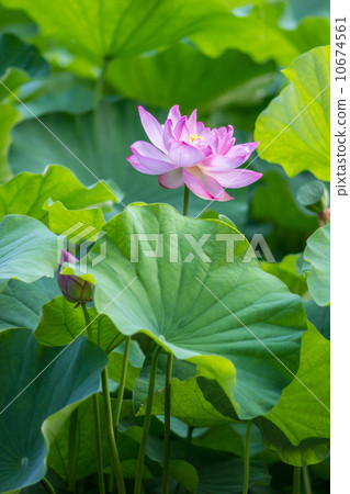 Summer flower lotus (Fishery crayon) @ Fuchu · Regional forest park garden pond 10674561