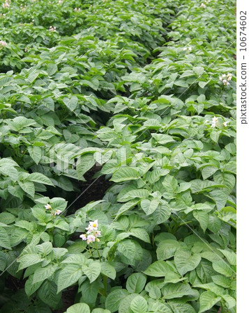 馬鈴薯田 10674602