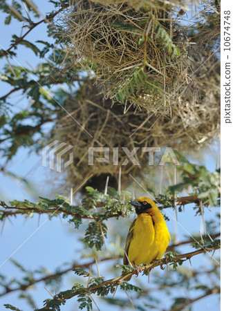 African yellow bird 10674748