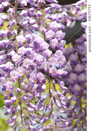 野田富士 10674755