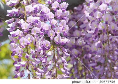 野田富士 野田富士 10674756