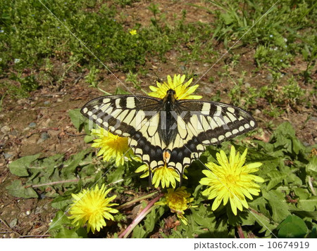 A dandelion in a dandelion 10674919