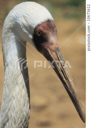 Sodogro起重機 Sodogro起重機 10675612